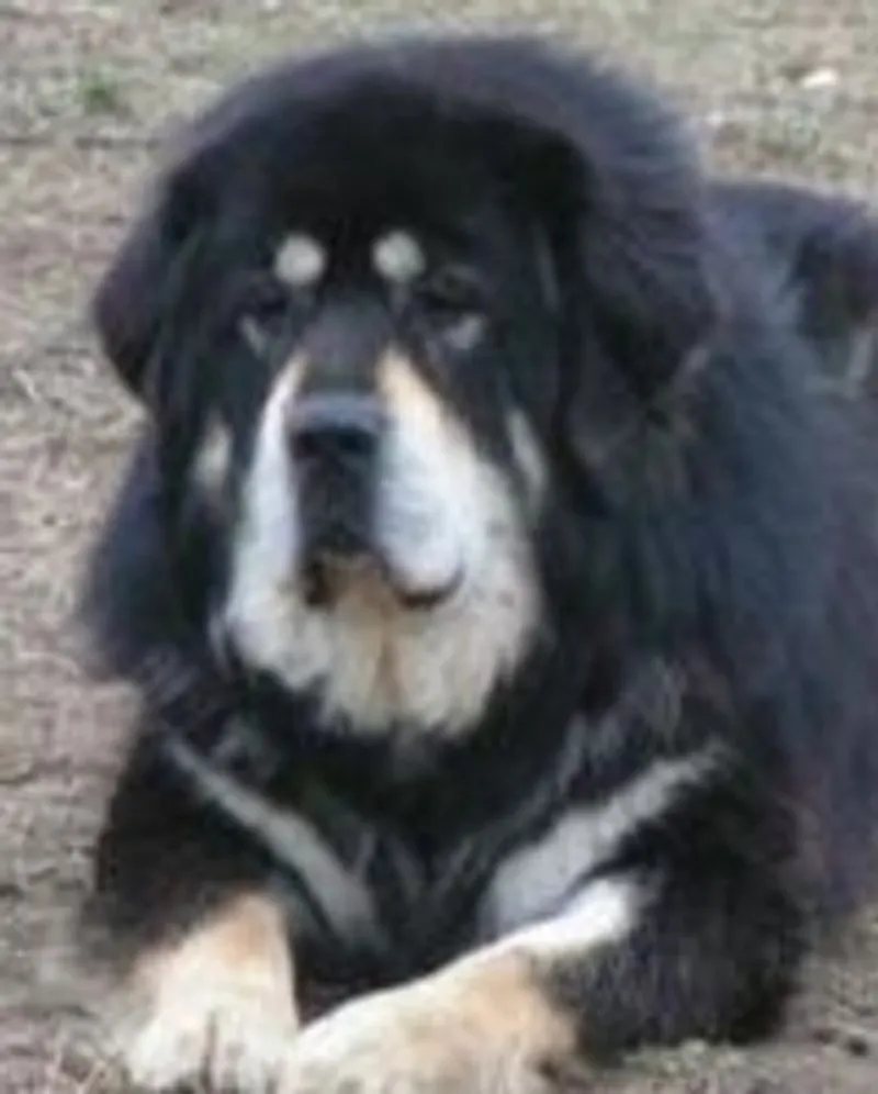 Namseling Mahatma - La