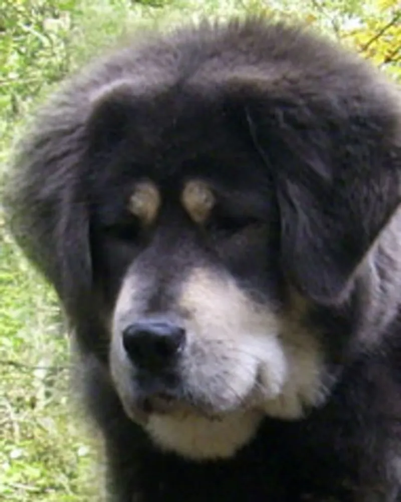 Vhaya Dzingha van Altnaharra