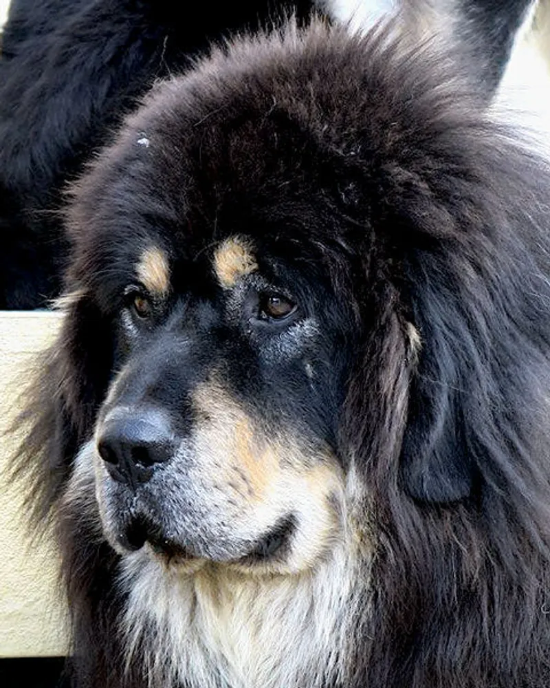 Caru Akim Vladce noci