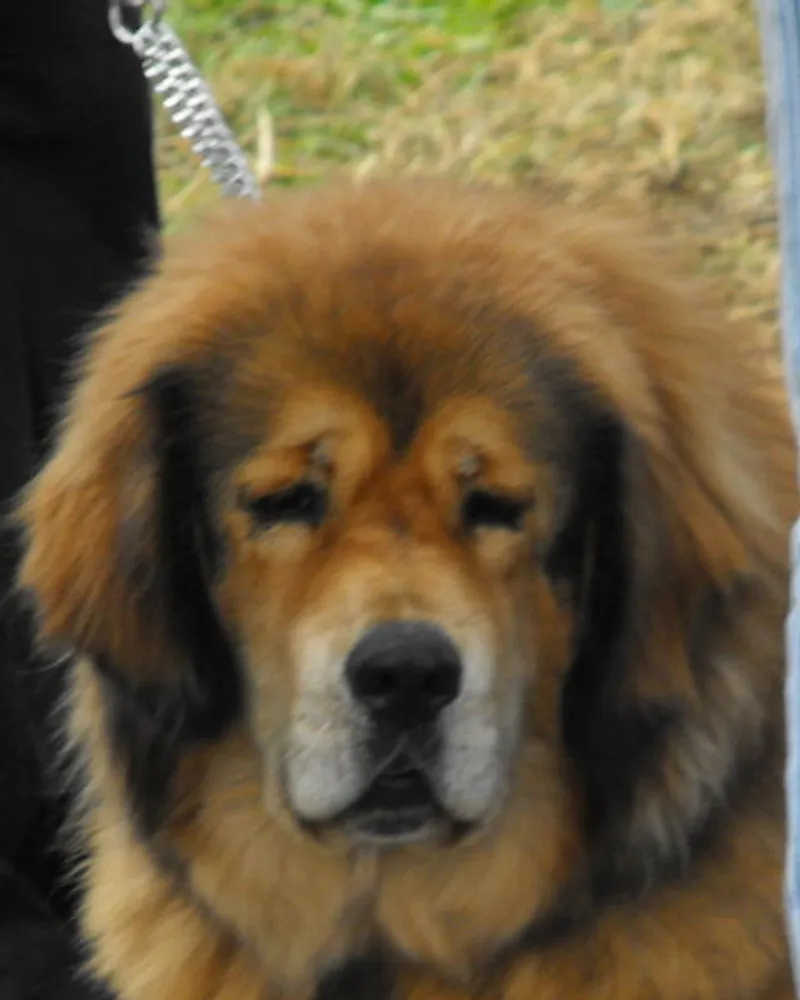 Karma Dzsimpa's Do-Khyi Chen-Po