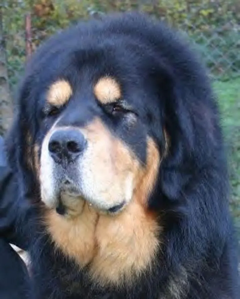 Vang-Po du Domaine de Toundra