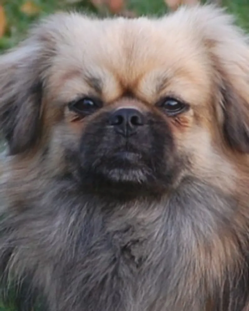 Kri Kris Leo the Lion