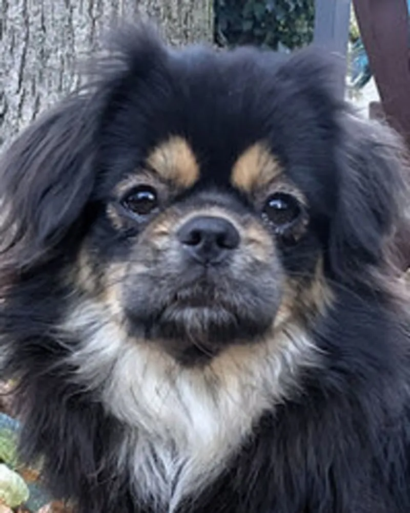 Team Kongsgaards Iris